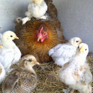 *My husband's very devoted partridge Pekin bantam...raising an odd assortment of chicks!