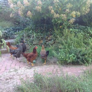 Hens in the herb garden - a favorite spot.