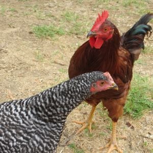 Photo of my RIR Rooster & Barred Rock Hen.