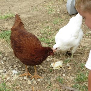 RIR is the most chicken--she is terrified of us. The White Jersey Giant has beautiful eyes.