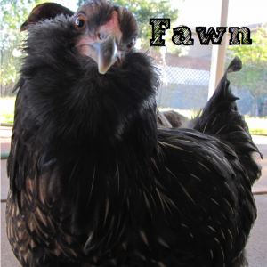 Fawn - Easter Egger Bantam Hen