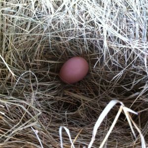 First egg. Brown Sex Link-Shirley Q 
Our oldest daughter's chicken. She was thrilled!