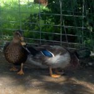 this is glen and maggie they are mallards :)