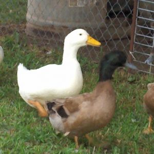 my four little idiots lol but you gotta love em ( sometimes hahaha ) their names are aflac, alvin, sweets, and grumpy ( he bites if you pick him up lol :) they are pekins and khaki campbells ( unfortunately all four are males)