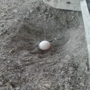 Peafowl Egg