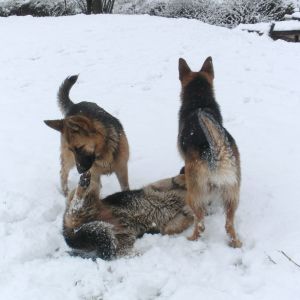 Hannah, Holly and Hope.....playing in the snow