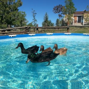 The ducks got to play in the pool before we took it down for the winter. Bramble loves the chance to dive deep and speed around under the water.