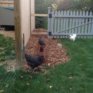 Chickens ranging In the new garden beds.  Beds along run fence being prepared for planting next spring.  They enjoy scratching the shredded leaf mulch.