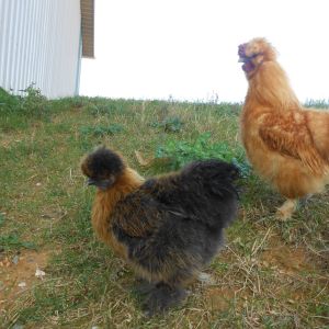 Snaps, the quick-to-defend rooster &
Selena, the explorer
