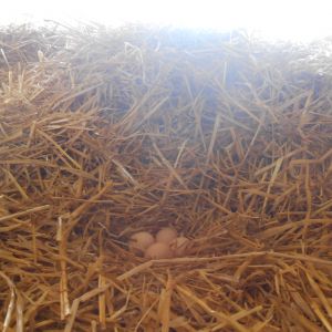 Saige's Nest