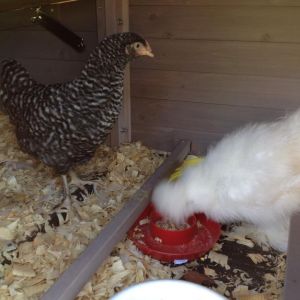our Barred rock "Rosemary" & our Silkie "Goldie hawn" from SD Ranch Farmersville Tx.