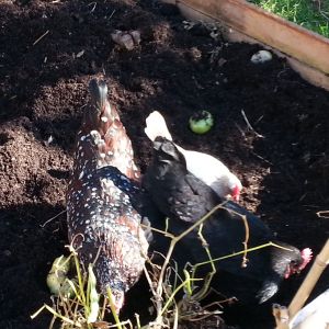 The girls workin in my garden, saraphina, hera,and morgana my lovable australorp!