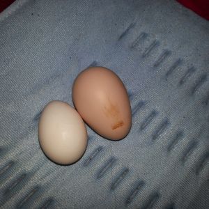 Girls first eggs..the one on the r looks extra ouchy poor chicky-doo bled a bit.8 (