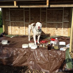 My helper Jax.  He thinks it's his house.
Made from 75% scrape wood laying around.
Concrete board got from a neighbor who was residing his house.