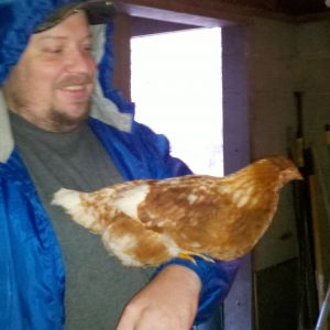 hubby with one of the 3 month old sex link pullets