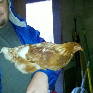 hubby with the pullet, they are so very friendly