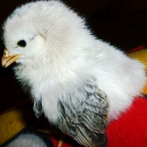 This chick is now grown and added to the selected hens for the 2014 breeding season, we will be posting all 2014 breeding stock in a new album soon. We named her "Olive" and she was able to make it into the breeding coop.