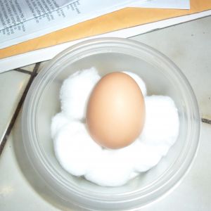 This is our very first egg!  We were so excited ..... we finally did something right! lol
