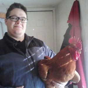 This is Goliath, a RIR/Brown Leghorn cross who tips the scales at 18lbs at 6 months old. His 'cluck' is so deep, he sounds like the Barry White of chickendom!