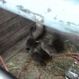 *
the ducklings from last march there about acouple months old in this pic they are WAY bigger now!