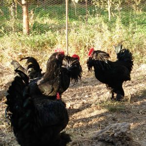 azerbaijan poultry 
breed