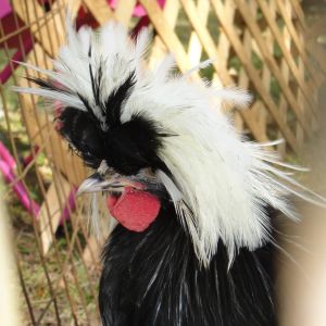 Buster the Rooster