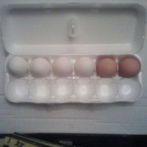 6 eggs from my neighbor's barnyard mixes.