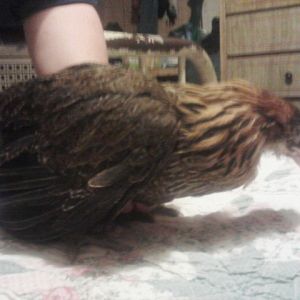 Amelia -- for her attempted flying antics. Most likely an EE pullet. 3 months old.