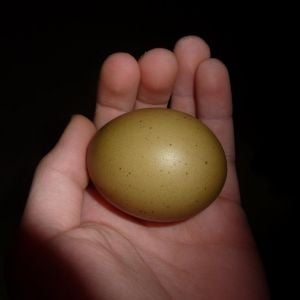 Olive Green egg with beautiful speckles, one of the first eggs of Sage.