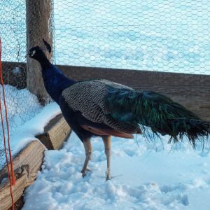 Cobolt - IB Peacock