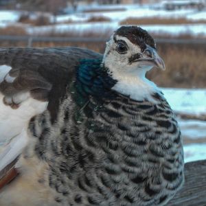 Thor - IB Pied Peacock