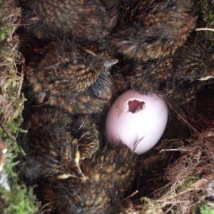 baby robins and egg