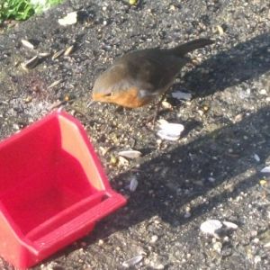 a year later one of my baby robins came  to my window every  morning for some food and a drink