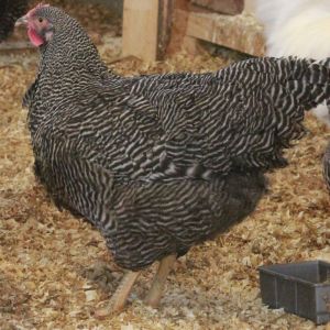 Barred Plymouth Rock - 26 weeks