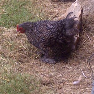 Our beautiful barred banty cochin hen-Lacy.