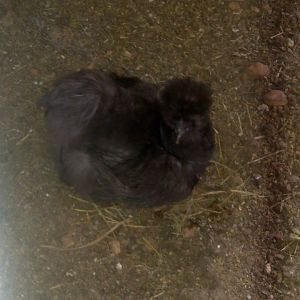 Our black silkie hen-Midnight