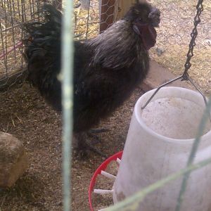 Our black silkie rooster-Hershey