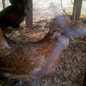 Our buff laced polish hen-Topaz