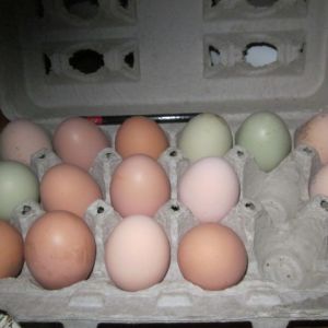 All the pretty little eggs.