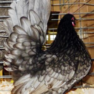 This is a 2013 pullet , blue with black lacing, she is shown here at the Arizona Poultry Organization 2013 show. She won Best Variety.