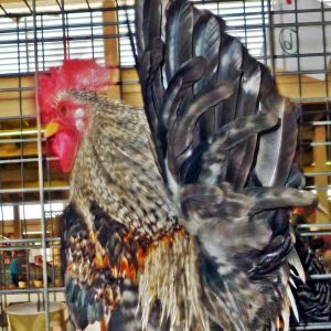 This is our choice for the primary male for the 2014 chicks, his father was the primary roo last year. He is pictured here at the Arizona Poultry Organization 2013 show, He took Best Type of all the Serama. He was up against his sire, who sired most of the 2013 stock. He beat his DAD !!