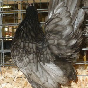 This is a 2013 Pullet, she is also in the 2014 breeding coop..She won Best Variety at the Arizona Poultry Organization 2013 show.