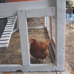Framing the run access door for the chickens