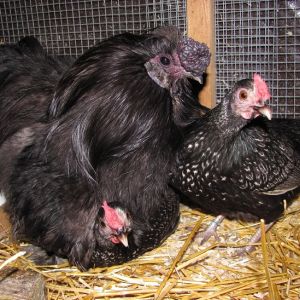 Nine-year-old Silkie rooster Cumulonimbus broods some of his hens like chicks at night. Video: https://www.youtube.com/watch?v=W1BDzI8v05s&feature=youtu.be