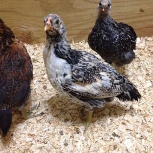 black white with salmon on wings and back, Ameraucana or EE? Rooster or hen? 5 weeks old, 1st chickens.