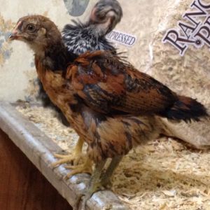 Brown #1, rooster or hen? Ameraucana or EE? 5 weeks old, 1st chickens