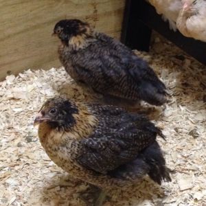 black brown twins, Ameraucana or EE? Roosters or hens? 5 weeks old, 1st chickens
