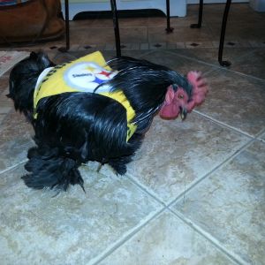 Charlie Sheen was my "model" for the Christmas present I sewed for my nephew for his chickens.  HE is the Steeler's fan.  I am an avid RAVENS fan.  Of course, we are rival teams.  I cannot believe I made those things for him!!
