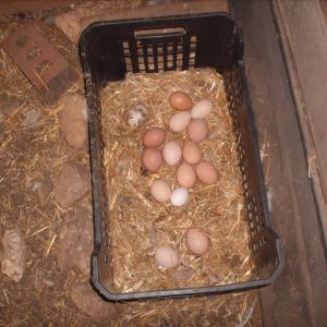 Sex Link Eggs(Dark Color) Orphington Eggs(Light Color)