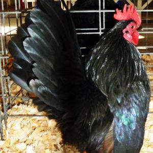 This is "Black" he is a 10 ounce roo. He is one of our 2013 chicks that made it to the breeder pen, he has 9 hens under him, many of his eggs are sold on ebay.